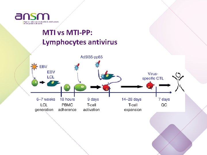 MTI vs MTI-PP: Lymphocytes antivirus 