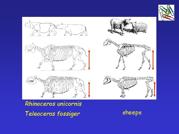 Rhinoceros unicornis Teleoceras fossiger sheeps 