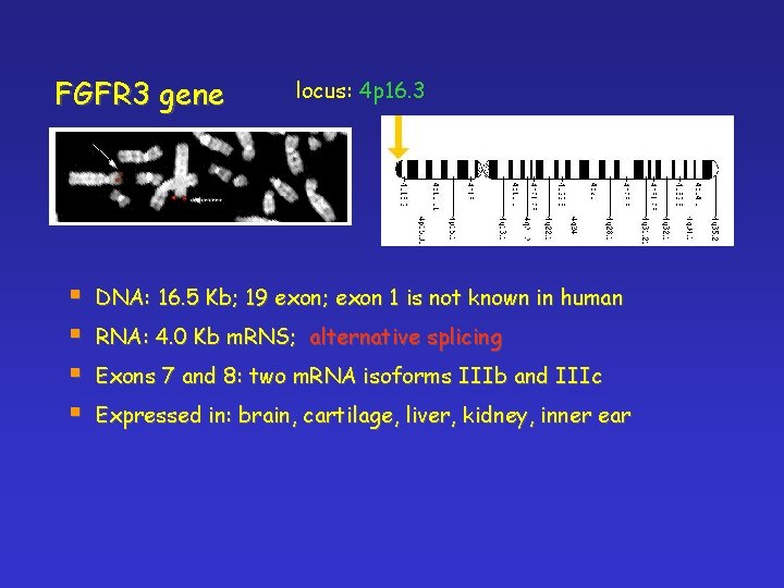 FGFR 3 gene § § locus: 4 p 16. 3 DNA: 16. 5 Kb;