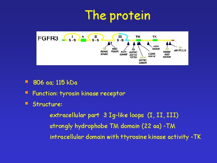 The protein § § § 806 aa; 115 k. Da Function: tyrosin kinase receptor