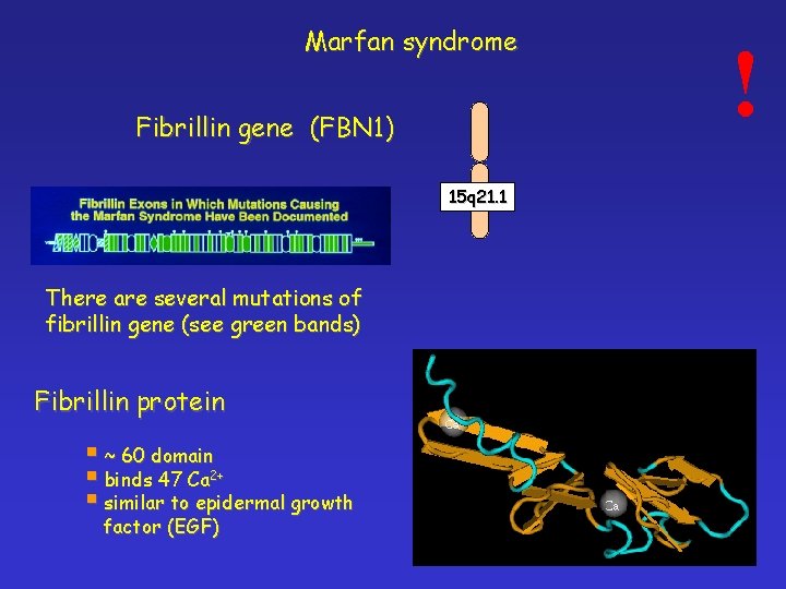 Marfan syndrome Fibrillin gene (FBN 1) 15 q 21. 1 There are several mutations