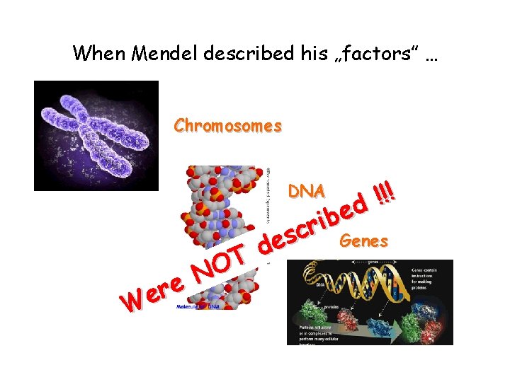 When Mendel described his „factors” … Chromosomes ! ! ! d e b i