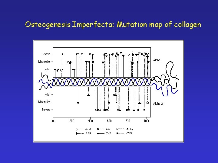 Osteogenesis Imperfecta: Mutation map of collagen 