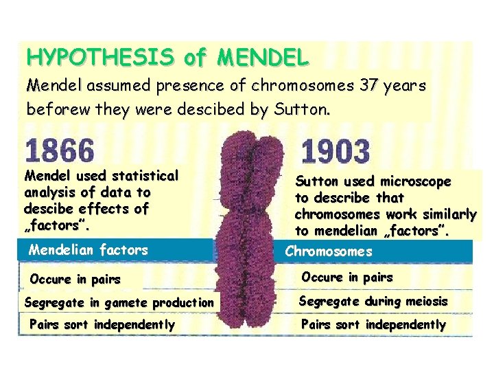 HYPOTHESIS of MENDEL Mendel assumed presence of chromosomes 37 years beforew they were descibed