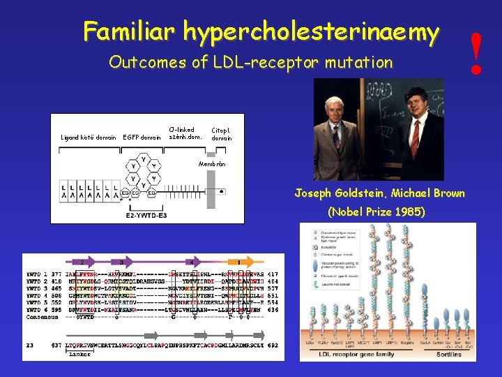 Familiar hypercholesterinaemy Outcomes of LDL-receptor mutation Ligand kötő domain EGFP domain O-linked szénh. dom.