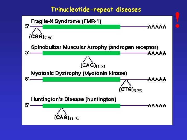 Trinucleotide-repeat diseases ! 