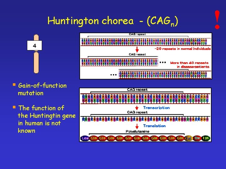 Huntington chorea - (CAGn) 4 § Gain-of-function mutation § The function of the Huntingtin