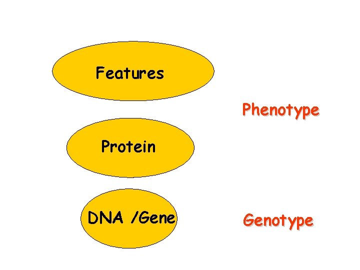 Features Phenotype Protein DNA /Gene Genotype 