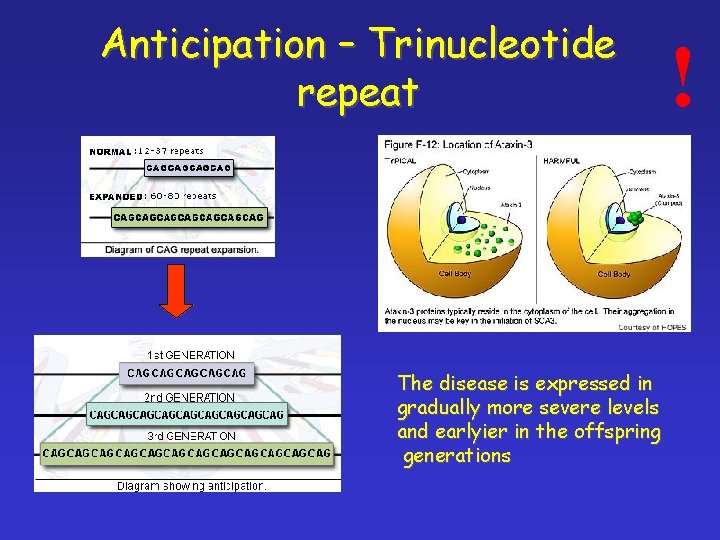 Anticipation – Trinucleotide repeat The disease is expressed in gradually more severe levels and