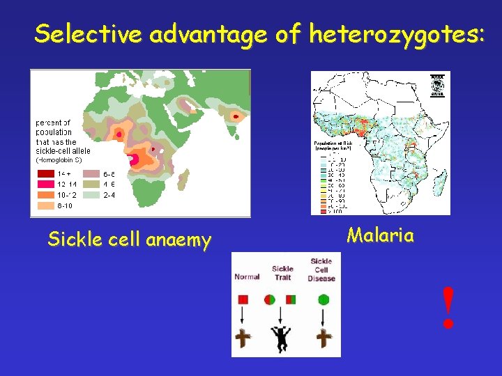 Selective advantage of heterozygotes: Sickle cell anaemy Malaria ! 