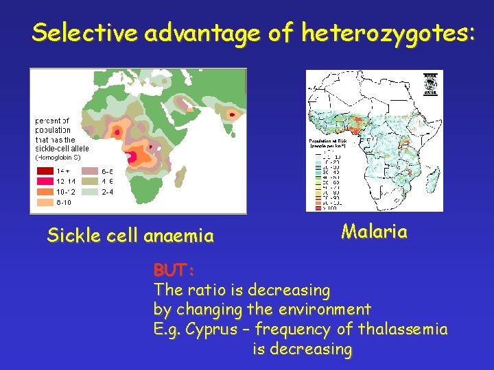 Selective advantage of heterozygotes: Sickle cell anaemia Malaria BUT: The ratio is decreasing by
