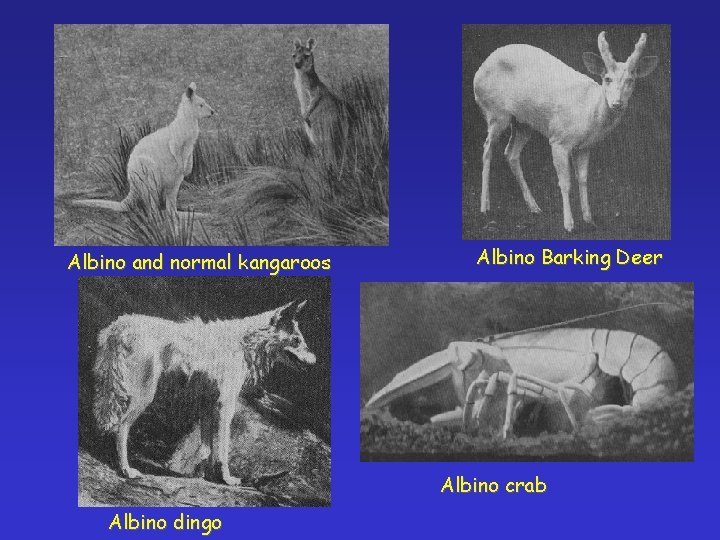 Albino and normal kangaroos Albino Barking Deer Albino crab Albino dingo 