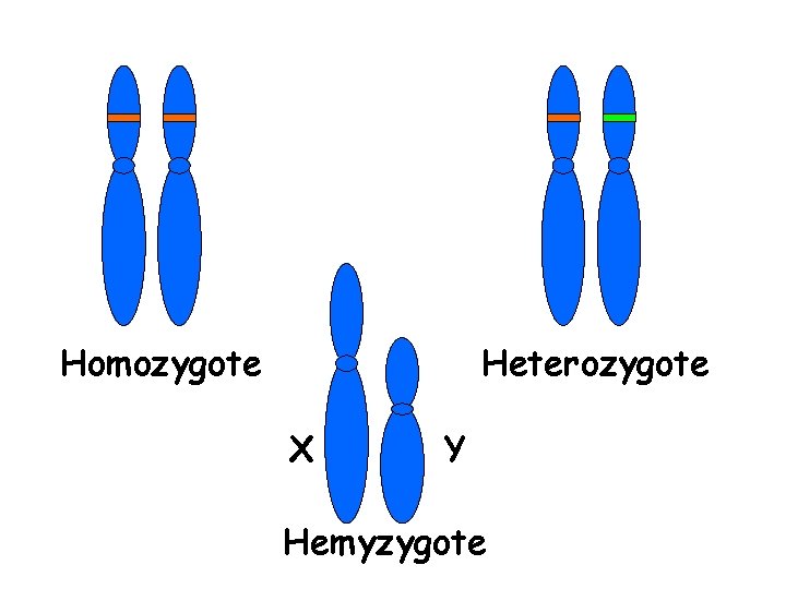 Homozygote Heterozygote X Y Hemyzygote 