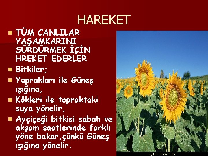 HAREKET n n n TÜM CANLILAR YAŞAMKARINI SÜRDÜRMEK İÇİN HREKET EDERLER Bitkiler; Yaprakları ile