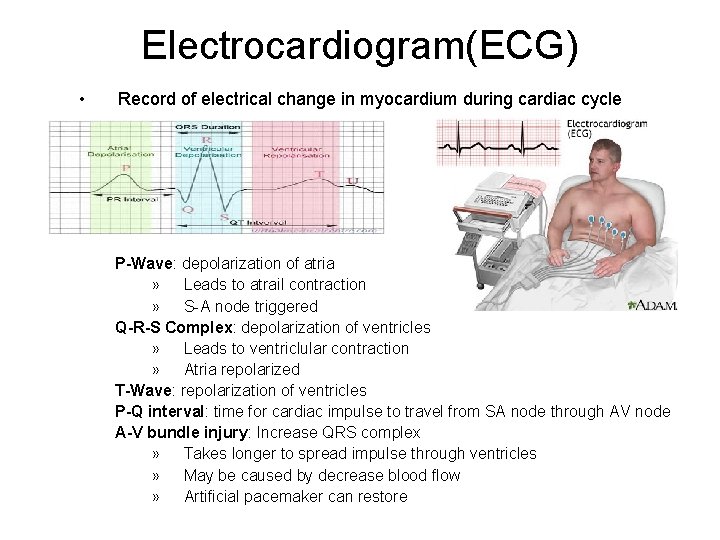 Electrocardiogram(ECG) • Record of electrical change in myocardium during cardiac cycle P-Wave: depolarization of