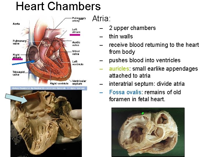 Heart Chambers – Atria: – – – – 2 upper chambers thin walls receive