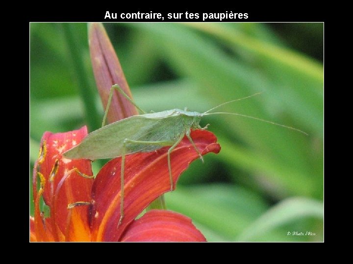 Au contraire, sur tes paupières 