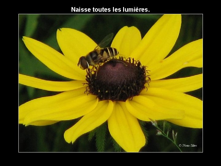 Naisse toutes lumières. 