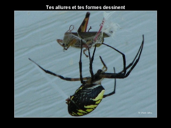 Tes allures et tes formes dessinent 