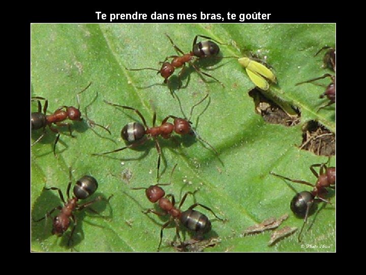 Te prendre dans mes bras, te goûter 