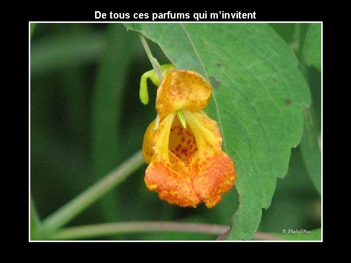 De tous ces parfums qui m’invitent 