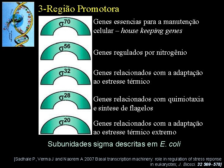 3 -Região Promotora Genes essencias para a manutenção celular – house keeping genes Genes