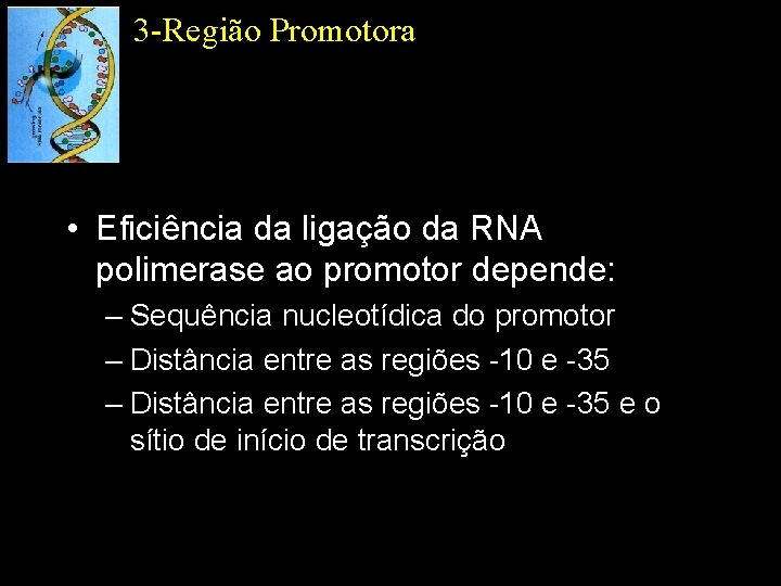 3 -Região Promotora • Eficiência da ligação da RNA polimerase ao promotor depende: –