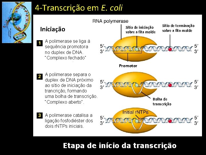 4 -Transcrição em E. coli Iniciação Sítio de iniciação sobre a fita molde Sítio