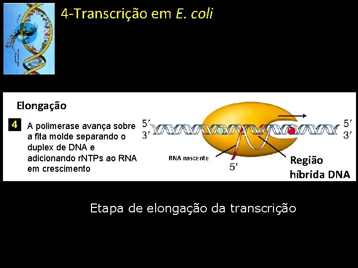 4 -Transcrição em E. coli Elongação A polimerase avança sobre a fita molde separando