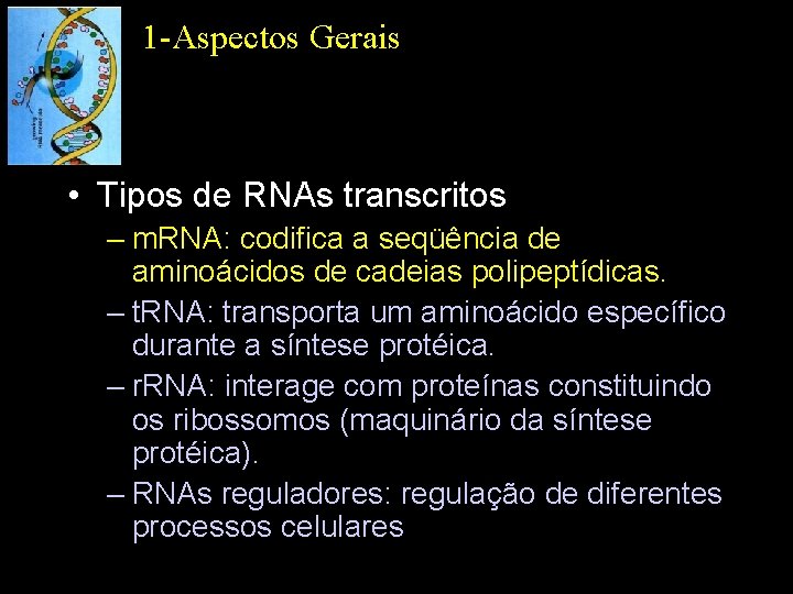 1 -Aspectos Gerais • Tipos de RNAs transcritos – m. RNA: codifica a seqüência