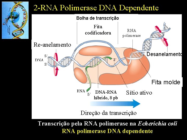 2 -RNA Polimerase DNA Dependente Bolha de transcrição Fita codificadora RNA polimerase Re-anelamento Desanelamento