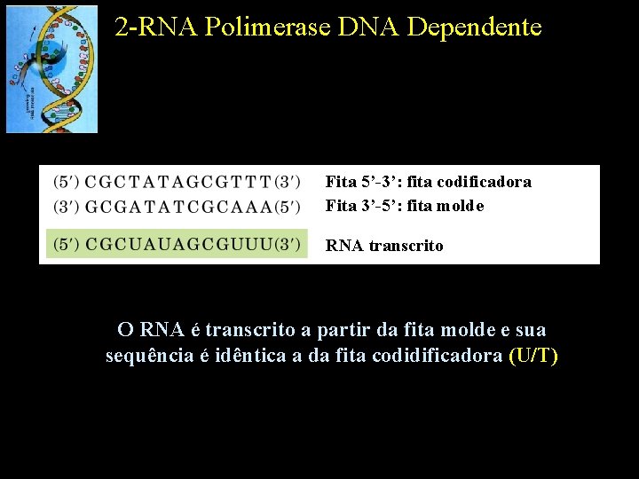 2 -RNA Polimerase DNA Dependente Fita 5’-3’: fita codificadora Fita 3’-5’: fita molde RNA