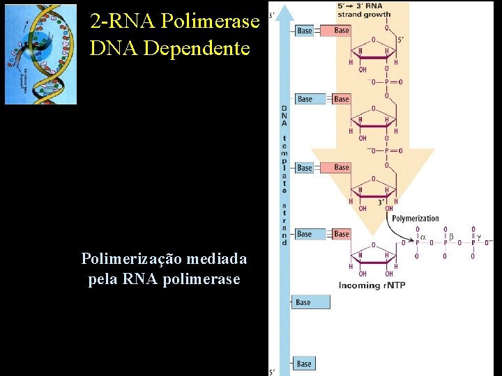 2 -RNA Polimerase DNA Dependente Polimerização mediada pela RNA polimerase 