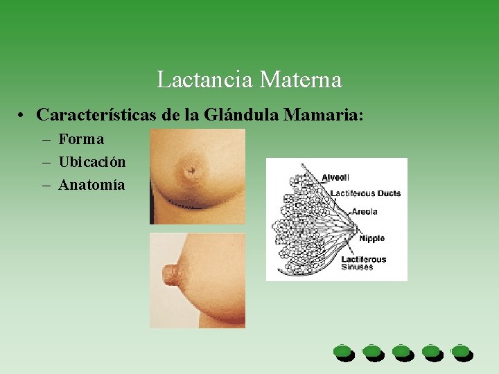 Lactancia Materna • Características de la Glándula Mamaria: – Forma – Ubicación – Anatomía