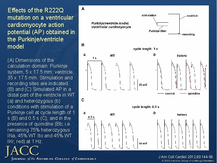 Effects of the R 222 Q mutation on a ventricular cardiomyocyte action potential (AP)