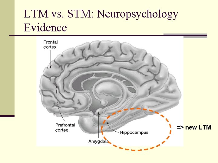 LTM vs. STM: Neuropsychology Evidence => new LTM 