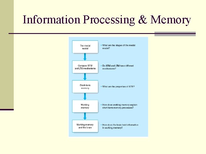Information Processing & Memory 