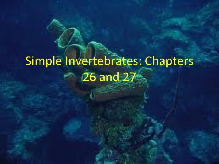 Simple Invertebrates: Chapters 26 and 27 