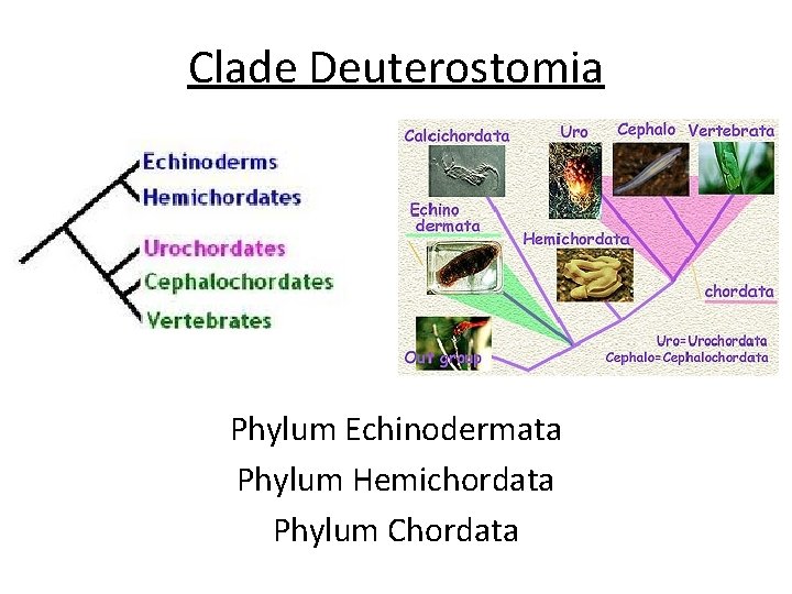 Clade Deuterostomia Phylum Echinodermata Phylum Hemichordata Phylum Chordata 