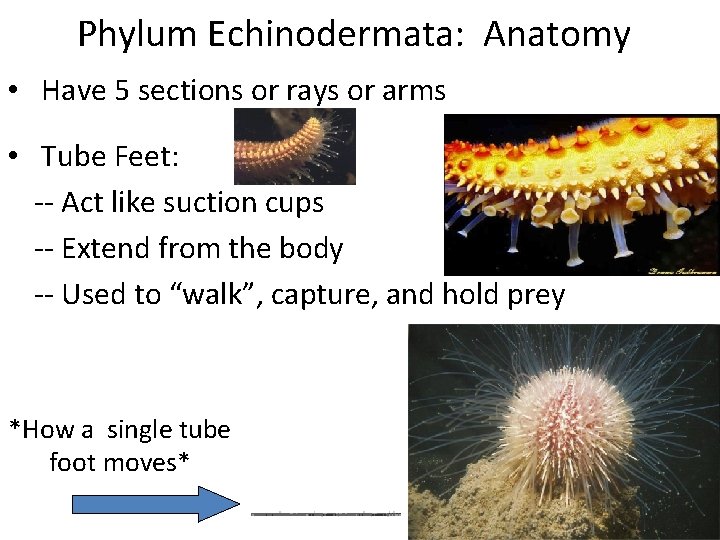 Phylum Echinodermata: Anatomy • Have 5 sections or rays or arms • Tube Feet: