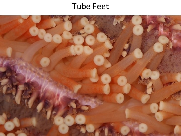 Tube Feet 