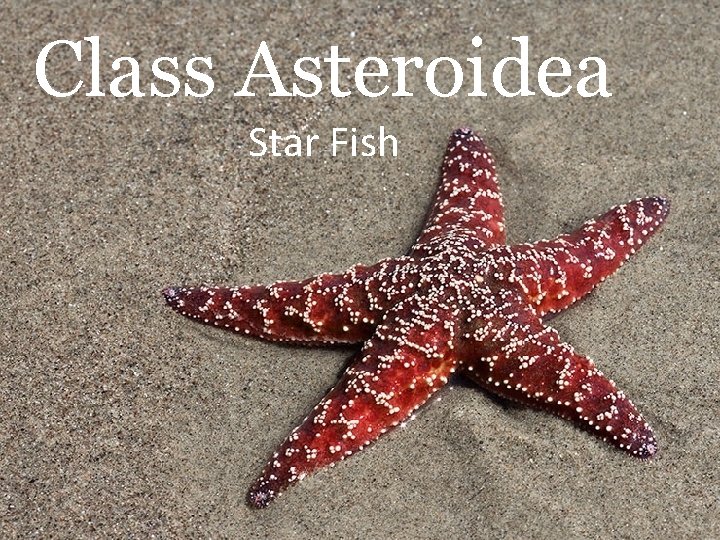 Class Asteroidea Star Fish 