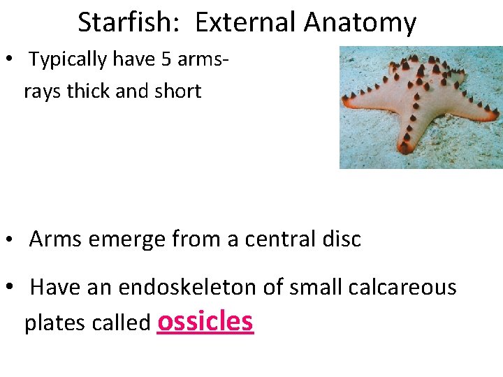 Starfish: External Anatomy • Typically have 5 armsrays thick and short • Arms emerge