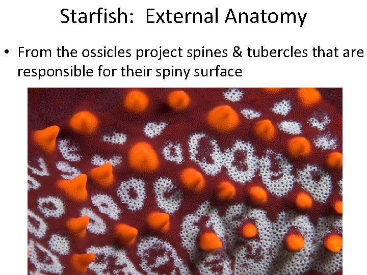 Starfish: External Anatomy • From the ossicles project spines & tubercles that are responsible
