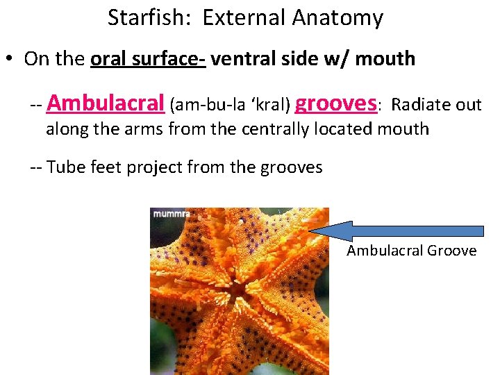 Starfish: External Anatomy • On the oral surface- ventral side w/ mouth -- Ambulacral