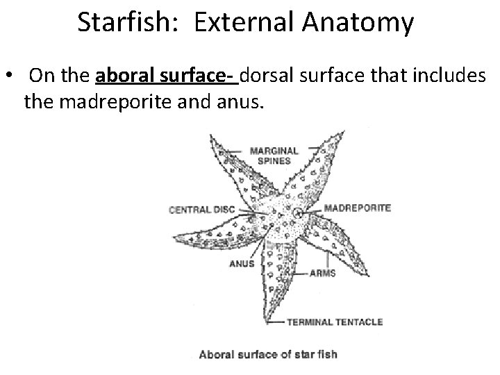 Starfish: External Anatomy • On the aboral surface- dorsal surface that includes the madreporite