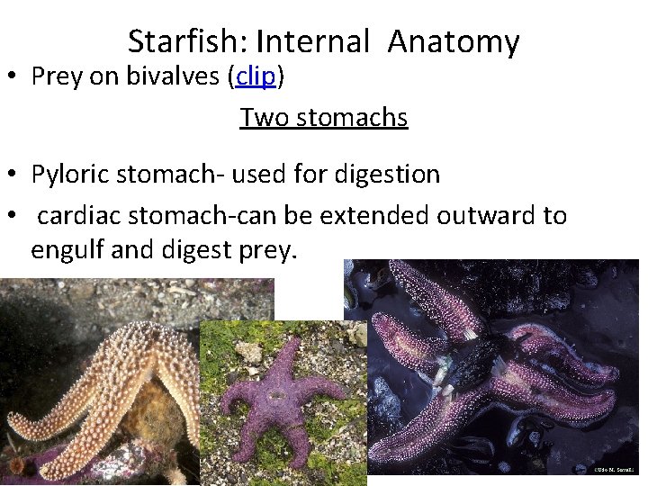 Starfish: Internal Anatomy • Prey on bivalves (clip) Two stomachs • Pyloric stomach- used