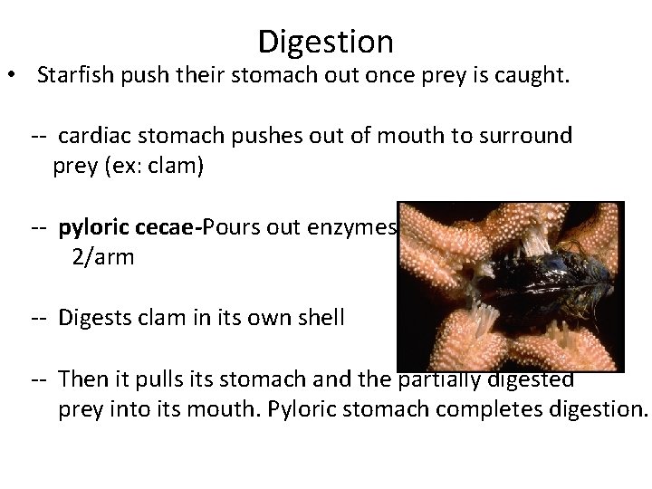 Digestion • Starfish push their stomach out once prey is caught. -- cardiac stomach