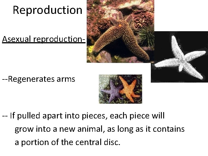 Reproduction Asexual reproduction- --Regenerates arms -- If pulled apart into pieces, each piece will