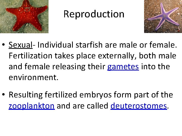 Reproduction • Sexual- Individual starfish are male or female. Fertilization takes place externally, both